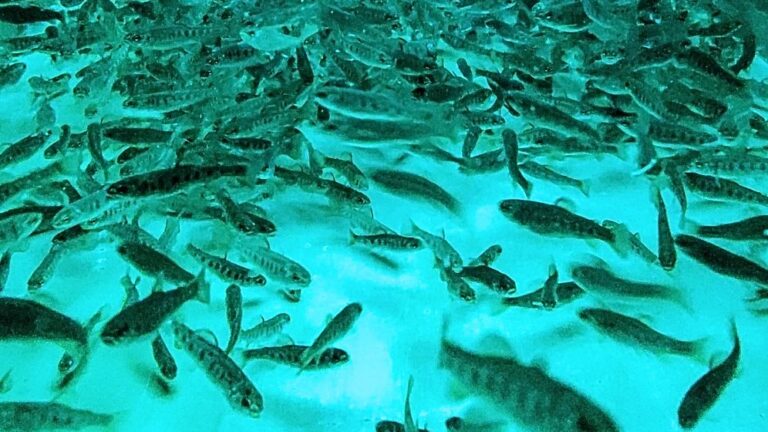 Trout exercise in tank