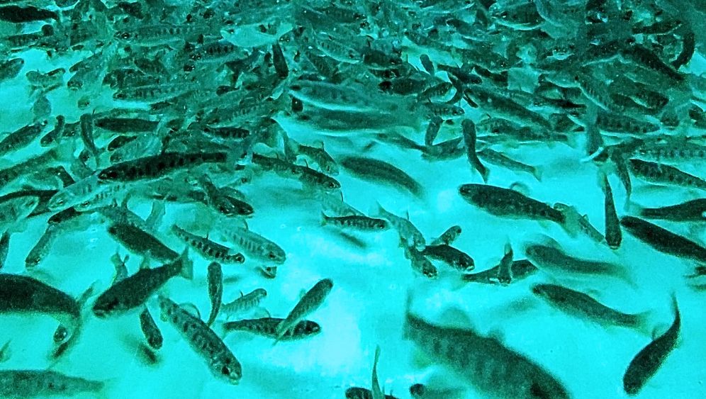 Trout exercise in tank