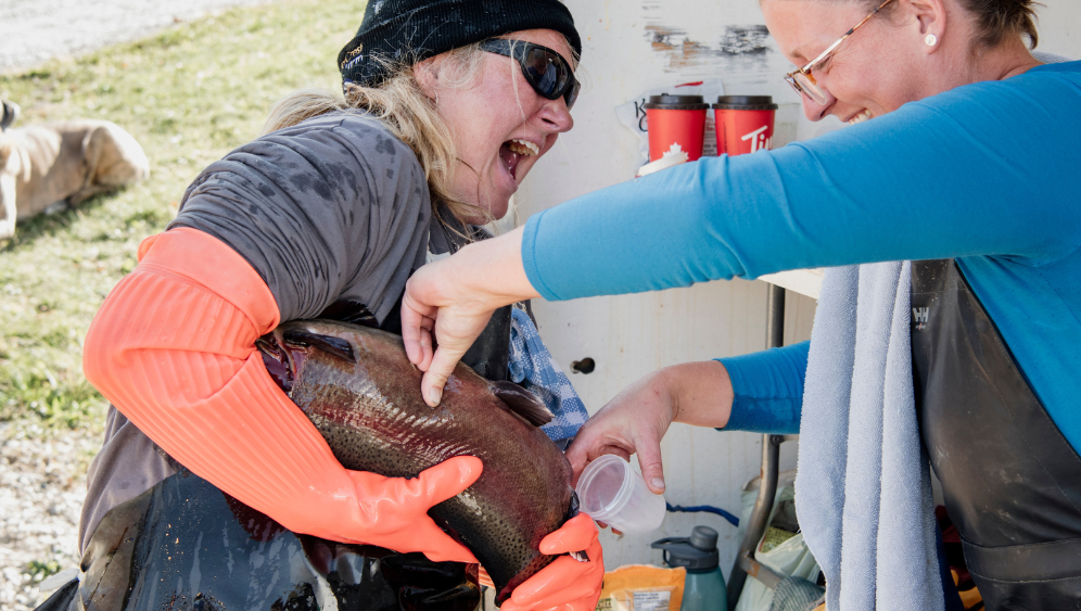 fish farmers spawning rainbow trout