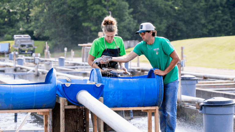 Springhills fish farmers sorting rainbow trout