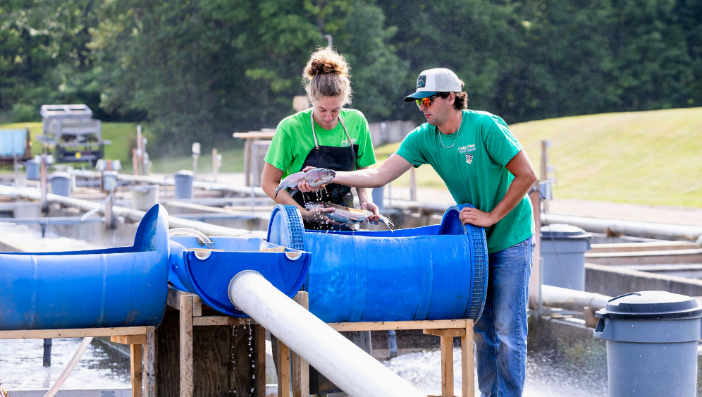 Springhills fish farmers sorting rainbow trout