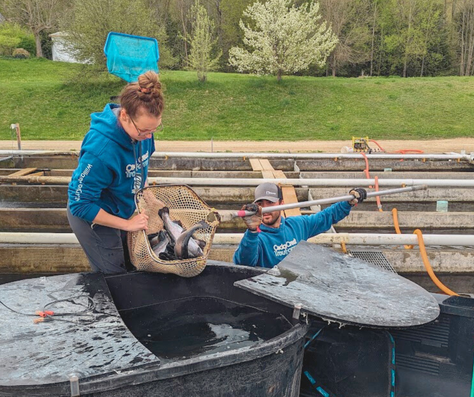 Loading fish for live fish pond stocking